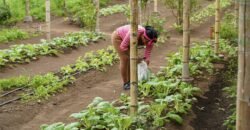 Finca Santa Marta