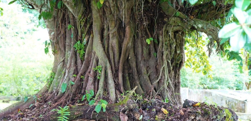 Finca Santa Marta